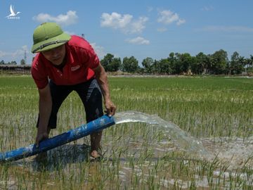 Anh Đặng Bá Trung (xã Nghi Hoa, huyện Nghi Lộc) dùng máy bơm mini bơm nước cứu 3 sào lúa. Ảnh: Nguyễn Hải