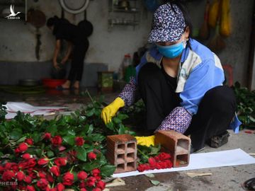 Hồng là loại hoa có diện tích trồng nhiều nhất, ngốn thuốc bảo vệ thực vật nhất ở vùng hoa Mê Linh. Ảnh: Giang Huy.