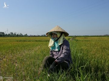 Chị Đào bên ruộng lúa gia đình không còn khả năng cứu vãn vì hết nước. Ảnh: Nguyễn Hải.