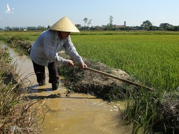 Nông dân xóm Hưng Thịnh đưa những giọt nước cuối cùng ở vũng đọng lò gạch cách đồng 4 km về cứu lúa. Ảnh: Nguyễn Hải.