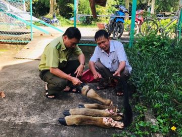 4 cẳng chân bò tót mà kẻ gian bỏ lại /// Ảnh: Lê Lâm