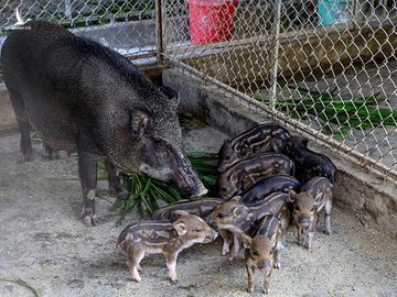 Kết con 'dễ thương', dưỡng con 'lầm lừ', thu hàng trăm triệu đồng/năm