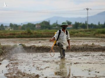 Nông dân Hà Tĩnh phun thuốc khi vừa gieo mạ. Ảnh: Đức Hùng.