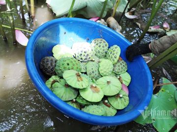 Nông dân kể chuyện: Hai tháng dầm mình dưới bùn, đút túi tiền tỷ