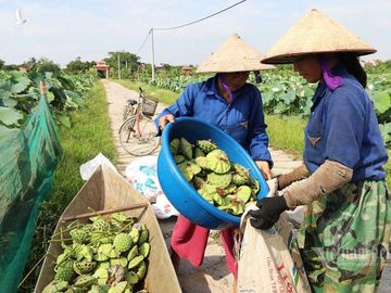 Nông dân kể chuyện: Hai tháng dầm mình dưới bùn, đút túi tiền tỷ