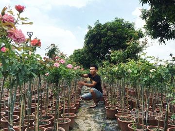 10 năm bôn ba vẫn tay trắng, về quê vui với vườn hồng 'nở' 4 tỷ/năm