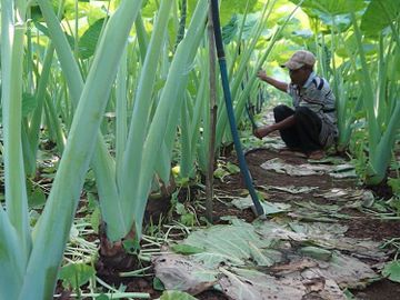 Đồng Nai: Trồng cây tai voi lớn, lạ mà quen, nông dân bỏ túi trăm triệu đồng/năm - Ảnh 2.