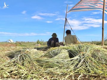 Nhộn nhịp mùa thu hoạch cói ở 