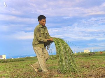 Nhộn nhịp mùa thu hoạch cói ở 