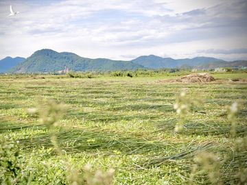 Nhộn nhịp mùa thu hoạch cói ở 