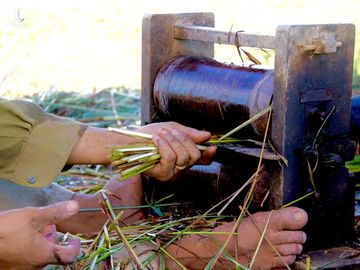 Nhộn nhịp mùa thu hoạch cói ở 