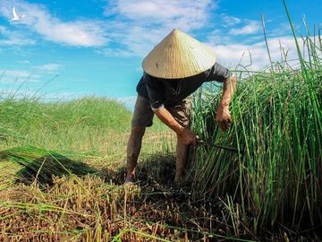 Nhộn nhịp mùa thu hoạch cói ở 