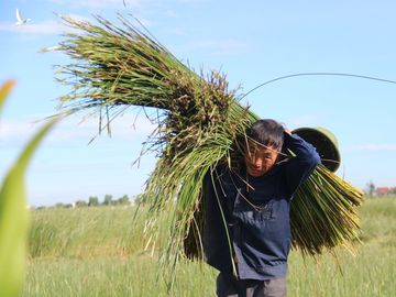 Nhộn nhịp mùa thu hoạch cói ở 