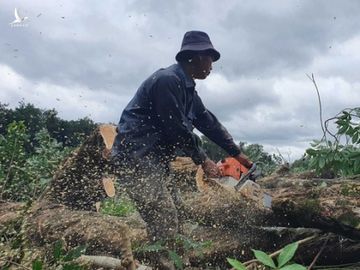 Công nhân cưa cây cao su để thanh lý, bàn giao mặt bằng thuộc giai đoạn 1 dự án sân bay Long Thành /// ẢNH: LÊ LÂM