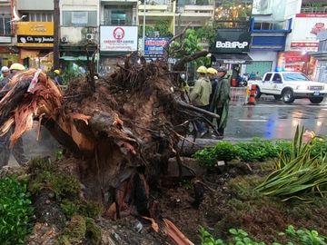 Cây ngã đè một người chạy xe máy bị thương