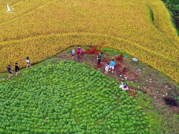 Ruong bac thang Mu Cang Chai mua lua chin anh 1