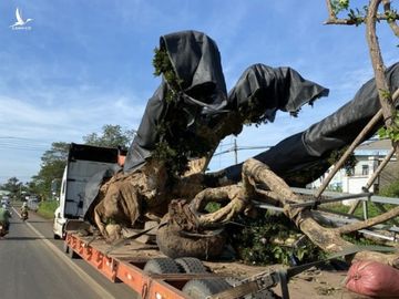 Cây khủng vượt hơn 300km, đến Đắk Nông mới bị phát hiện - 2