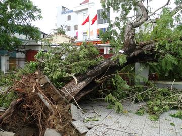 Bàng hoàng cây đổ la liệt cùng trụ điện, nhà bay mất mái sau bão số 5 - ảnh 1