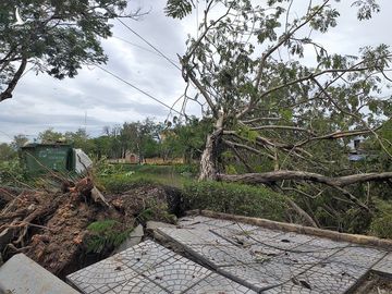 Bàng hoàng cây đổ la liệt cùng trụ điện, nhà bay mất mái sau bão số 5 - ảnh 8