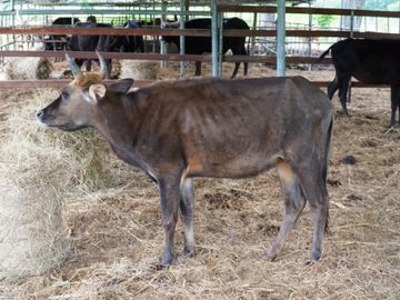 Đàn bò tót lai ở Phước Bình chỉ ăn rơm khô suốt hơn một năm qua. Ảnh: Việt Quốc.