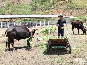 Đàn bò tót lai quý hiếm ốm o gầy mòn: Hơn năm qua, chúng chỉ được ăn rơm khô cầm cự qua ngày - Ảnh 1.