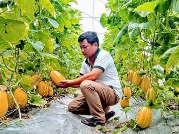 'Độc chiêu' trồng rau quả từ sữa chua hết 'đát'