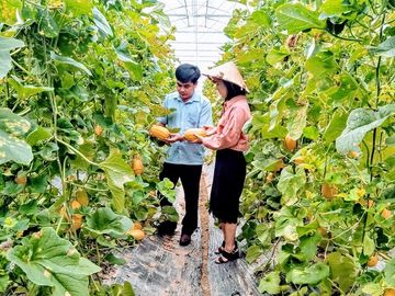 'Độc chiêu' trồng rau quả từ sữa chua hết 'đát'