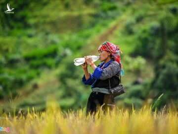 Ruong bac thang Mu Cang Chai mua lua chin anh 11