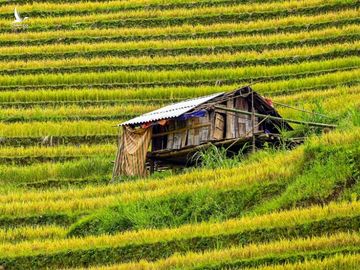 Ruong bac thang Mu Cang Chai mua lua chin anh 3