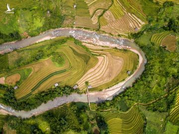 Ruong bac thang Mu Cang Chai mua lua chin anh 5