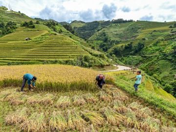 Ruong bac thang Mu Cang Chai mua lua chin anh 7