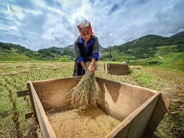 Ruong bac thang Mu Cang Chai mua lua chin anh 8