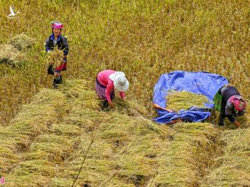 Ruong bac thang Mu Cang Chai mua lua chin anh 9