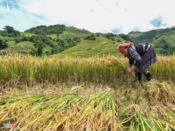 Ruong bac thang Mu Cang Chai mua lua chin anh 10