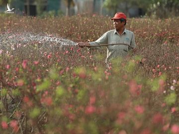 Dự kiến năm nay, kỳ nghỉ Tết sẽ kéo dài 7 ngày. Ảnh: Ngọc Thành