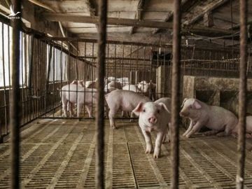Kho dự trữ thịt lợn bí mật của Trung Quốc sắp cạn kiệt? - 1 Kho dự trữ thịt lợn bí mật của Trung Quốc sắp cạn kiệt? - 1