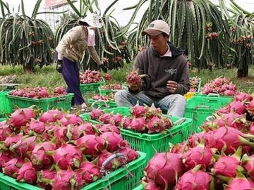 Chuyện hiếm, trái cây Việt ngược dòng xuất mạnh sang Thái Lan