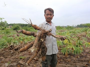 Ông Trần Công Hùng nhổ những bụi sắn lên củ bị thối. Ảnh: Đắc Thành.