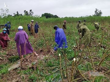 Công an dầm mưa nhổ sắn, dọn bùn giúp dân vùng lũ