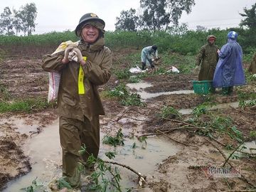 Công an dầm mưa nhổ sắn, dọn bùn giúp dân vùng lũ