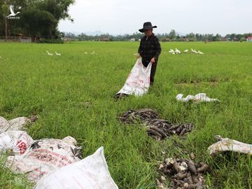 Bà Nguyễn Thị Phương chở 5 tấn sắn ra ruộng đổ làm phân bón. Ảnh: Đắc Thành.