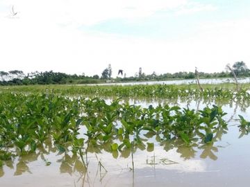 Hàng nghìn căn nhà chìm trong biển nước, hàng nghìn ha lúa bị ngập úng - 2