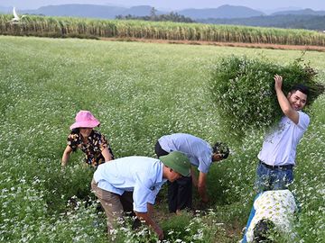 Dương Ngọc Trường khai thác mùi già để chiết xuất tinh dầu cùng người dân ở xã Thạch Thành, Thanh Hóa. Ảnh: Nhân vật cung cấp.