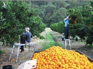 Nỗi kinh hoàng của lao động nước ngoài làm việc tại nông trại Australia