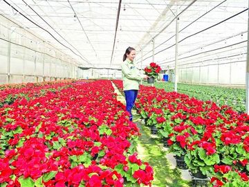 Những ông Tây sang Việt Nam lập nghiệp