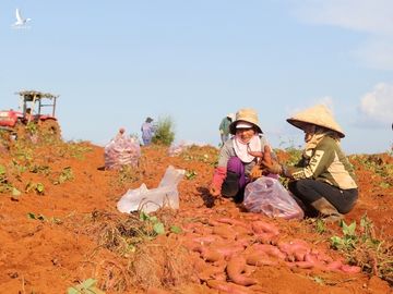 Từ phận làm thuê đến người trồng khoai lang nhiều nhất ở Đắk Nông