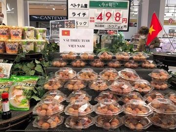 Màu sắc của những trái vải sang Nhật được giữ ổn định. Ảnh: Minh Hà.