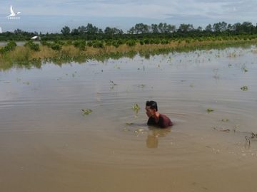 Hàng nghìn căn nhà chìm trong biển nước, hàng nghìn ha lúa bị ngập úng - 3