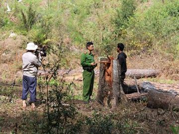 Xác định 6 nghi can triệt hạ rừng phòng hộ ở Lạc Dương, Lâm Đồng - ảnh 2