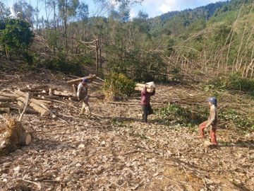 Sinh kế sau bão lũ: Thôi 'đánh cược' thời tiết - ảnh 1